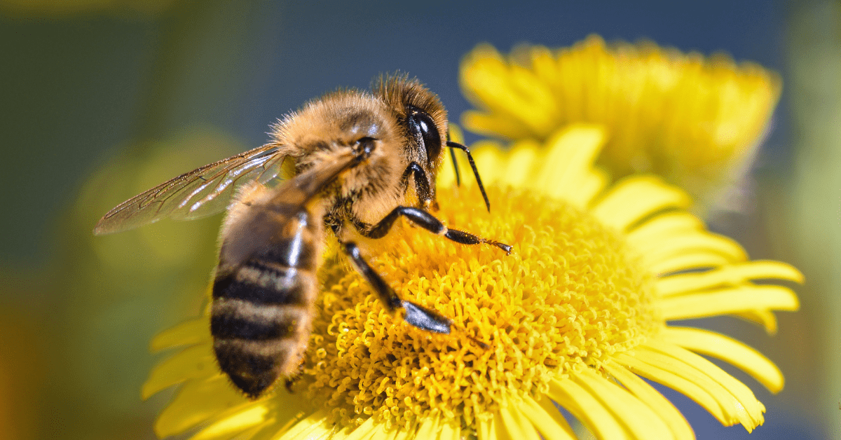 beefair