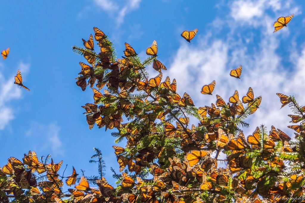 Monarch Butterflies 2 min