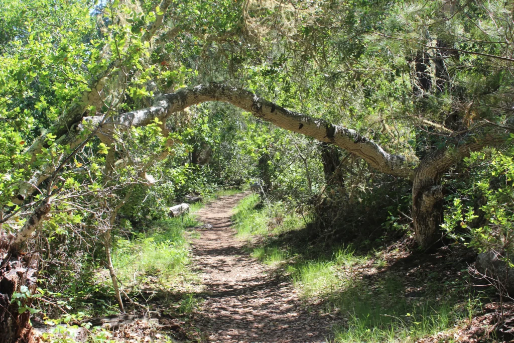 Victoria Lane Trail