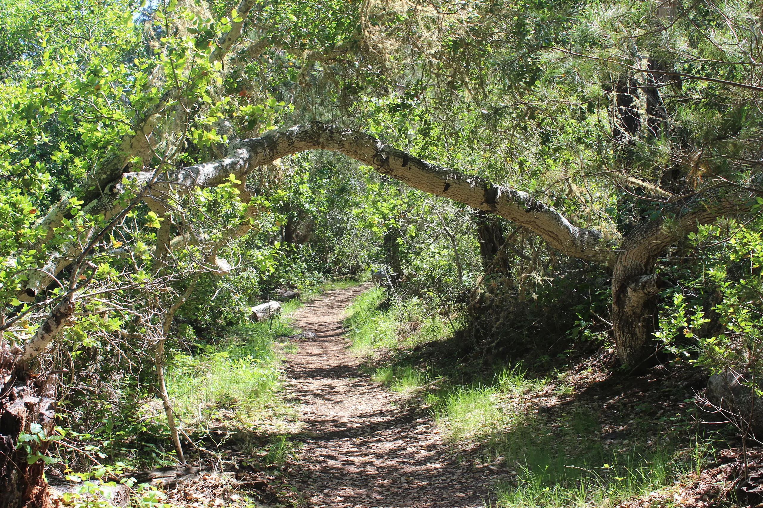 Victoria Lane Trail
